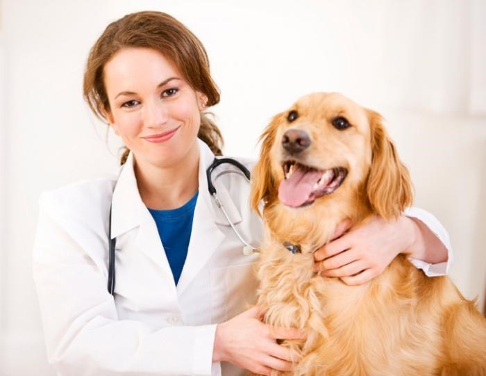 Ветеринарная помощь на дому