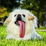 Самый длинный язык у собаки
