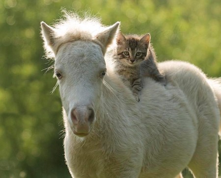 Современные кошки по размерам больше древних лошадей