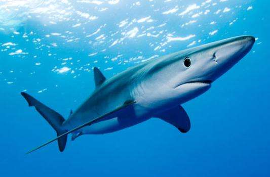 В США акула умерла от стресса во время съемок в рекламе