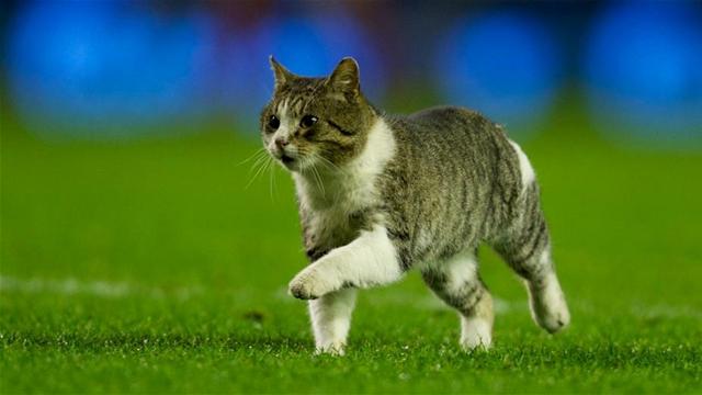 Перепуганный котик полминуты бегал на поле во время матча Хераклес - Гронинген
