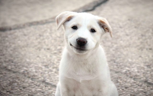 Умеет ли собака улыбаться?