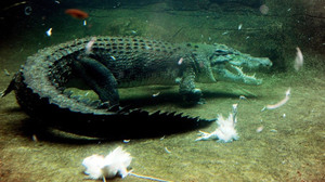 Одесский зоопарк заявил, что не кормит крокодилов кошками