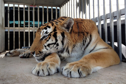 Из желудка тигра удалили почти двухкилограммовый комок шерсти