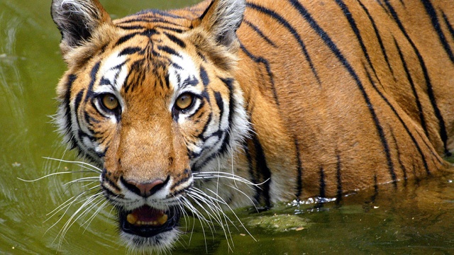 В Чехии два уссурийских тигра сбежали из зоопарка, пользуясь непогодой
