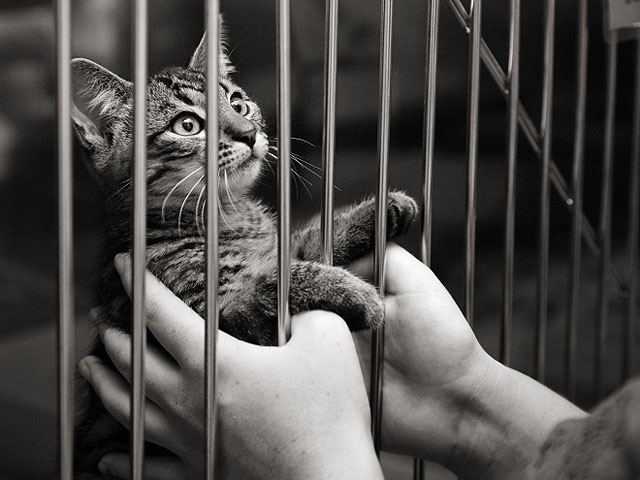 Кошку задержали в Сыктывкаре за попытку проноса в колонию свертков с телефонами