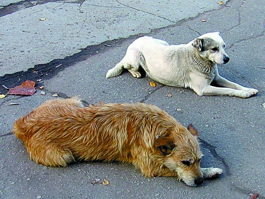 Зоозащитники Санкт-Петербурга просят прекратить отлов собак 