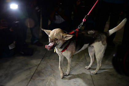 Собаку, спасшую детей, встретили на Филиппинах как героя