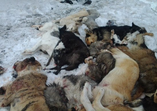 В подмосковном Королеве в гараже обнаружены трупы 25 собак - зоозащитники