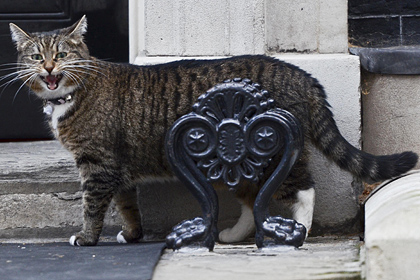 Кошку британского министра заподозрили в шпионаже