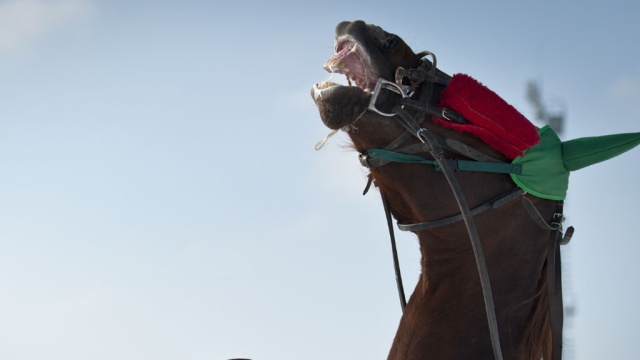 Буйная лошадь атаковала цветочную лавку в центре Сыктывкара