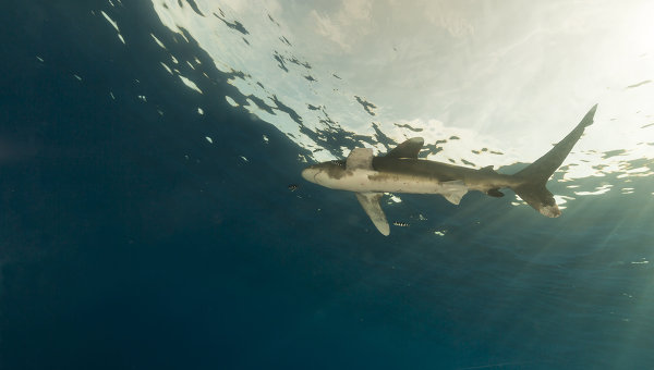 Ученые нашли объяснение участившимся нападениям акул на Гавайях
