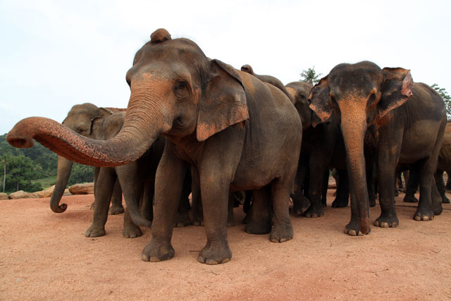 В Зимбабве за убийство 41 слона арестованы шесть человек