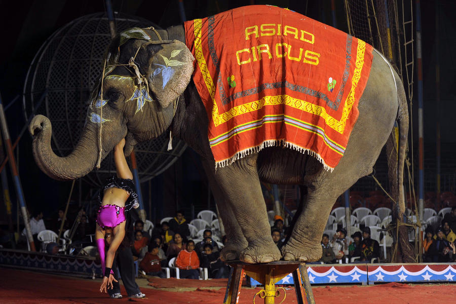 Индия может запретить использовать животных в цирке