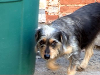 В Бразилии собака спасла тонувшего в баке ребенка