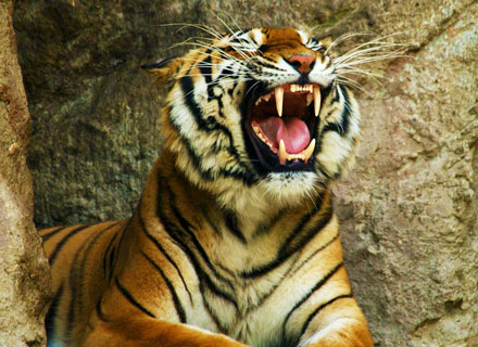 Тигр загрыз сотрудника зоопарка в Германии