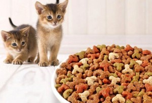 Сухой корм для кошек: польза и вред