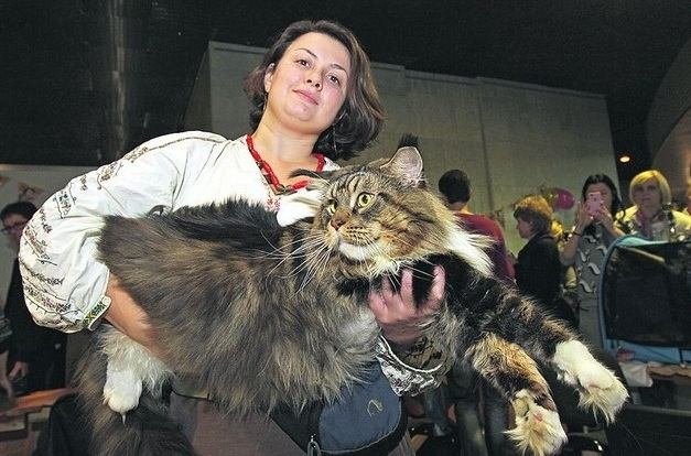 В Киеве выбрали самого большого кота