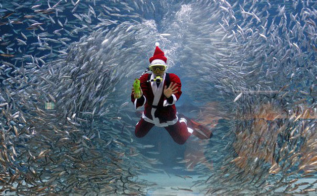 В аквариуме Токио появился подводный Санта-Клаус