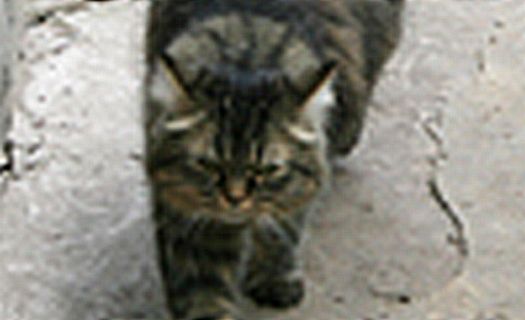 В Железногорске кошка держала в страхе целый дом
