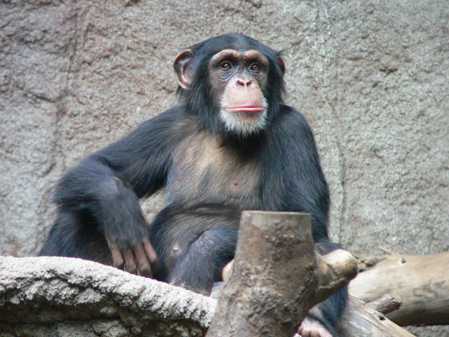 Нью-Йоркский суд не признал шимпанзе личностью