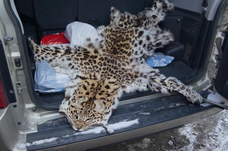 Житель Владивостока был задержан при продаже шкуры дальневосточного леопарда