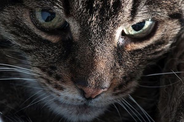 Ученые доказали существование «шестого чувства» у кошек и собак