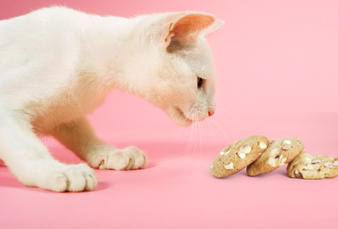Как повысить аппетит у кошки