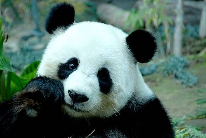 В Китае ввели тюремные сроки за поедание панд и других редких животных