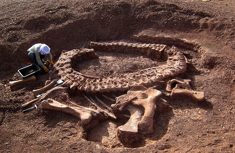 Скелет динозавра возрастом около 120 миллионов лет нашли в Кемеровской области