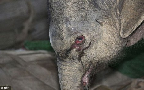В Индии слон заплакал после освобождения из 50-летнего заточения
