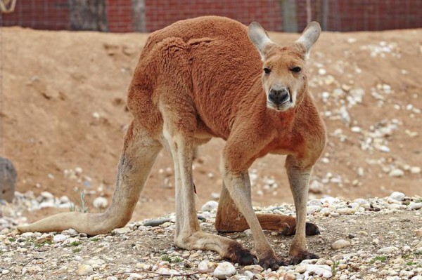Ученые обнаружили у кенгуру пятую ногу