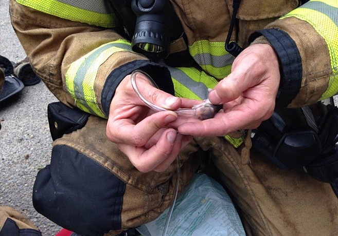 В США пожарные спасли четверых хомяков, надев на них самодельные кислородные маски
