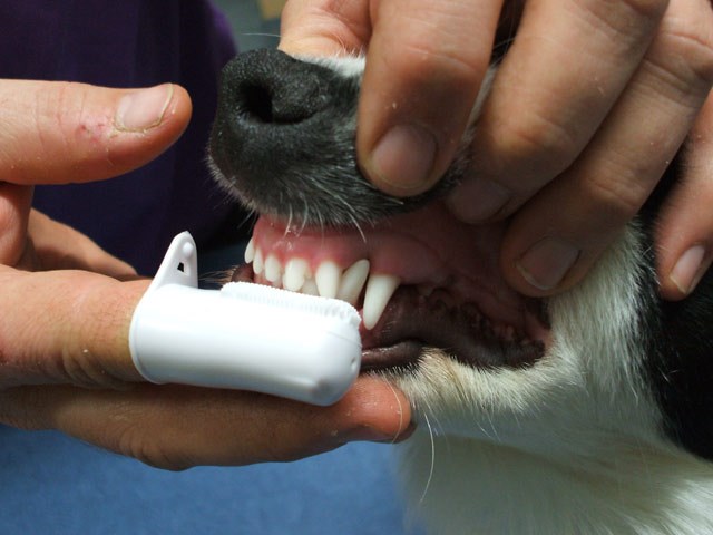Профилактика заболеваний зубов у собак, кошек