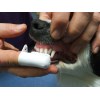 Профилактика заболеваний зубов у собак, кошек