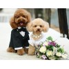 В столице Китая провели массовую собачью свадьбу