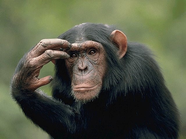 Шимпанзе могут думать и планировать будущее как человеческие дети