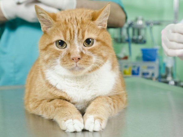 Кастрация котов: необходимая операция