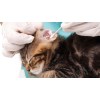 Ушной клещ у кошки: причины появления, симптомы, лечение и профилактика