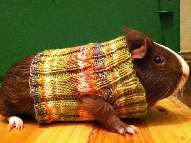 Ветеринары попросили связать свитера для морских свинок
