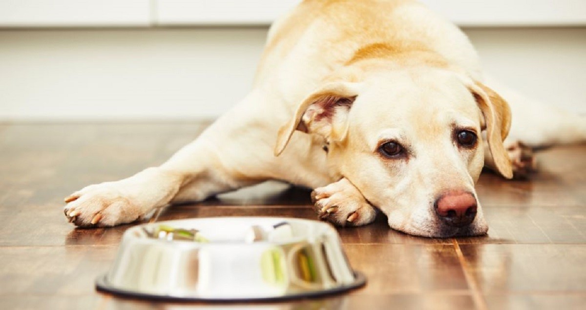 Почему собака перестала есть и пить