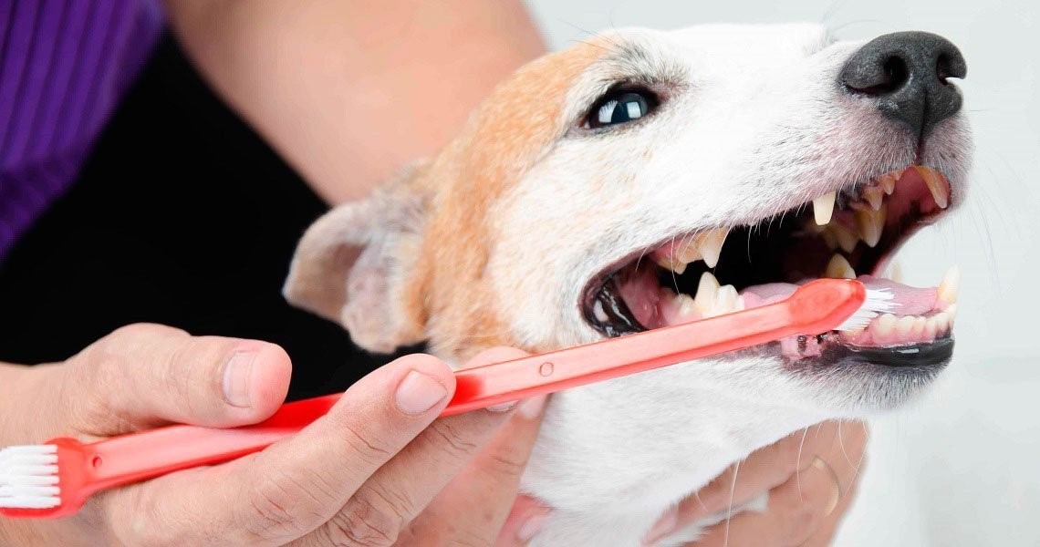 Зачем собаке чистить зубы