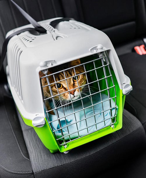 Рекомендации по перевозке кошки