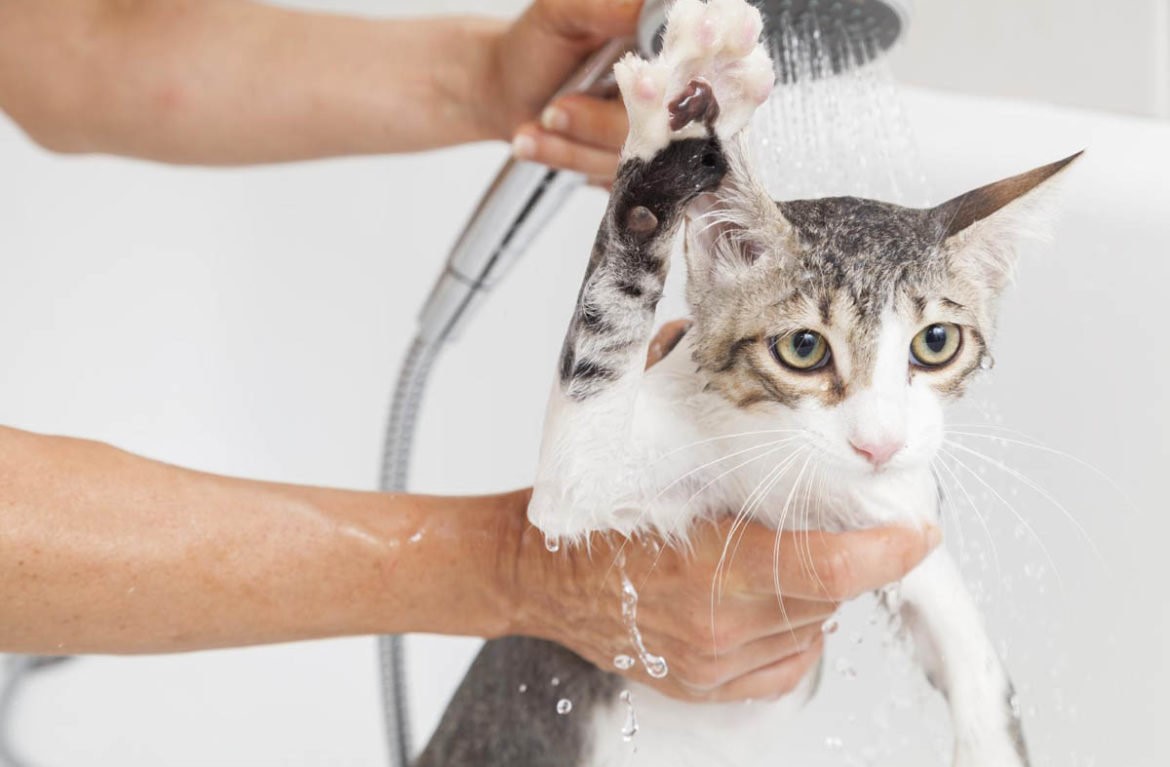 Мытьё и уход за кошками